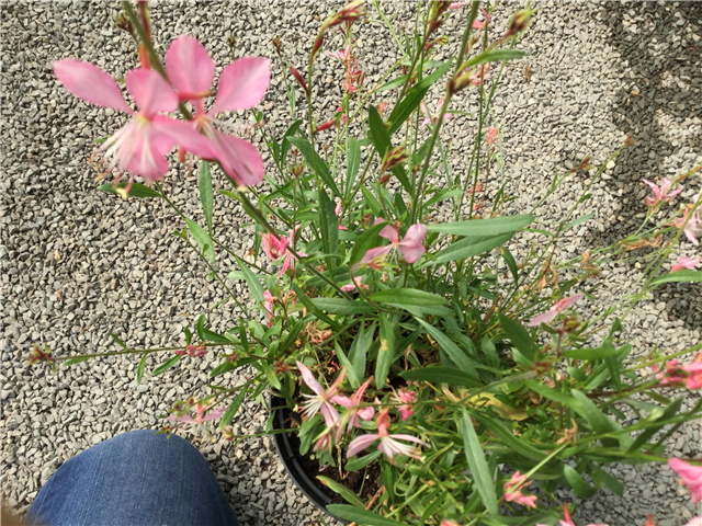 Gaura lindheimeri 'Geyser White' 2L