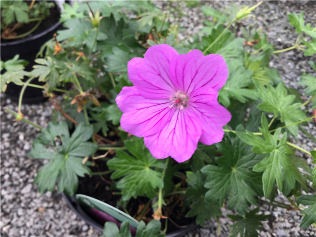 Geranium sanguineum 'Max Frei' 2L