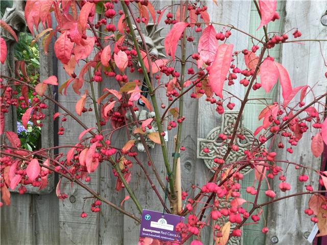 Euonymus europaeus Red Cascade 12L