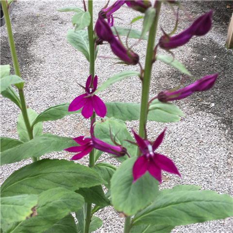 Lobelia 'Hadspen Purple' 3ltr