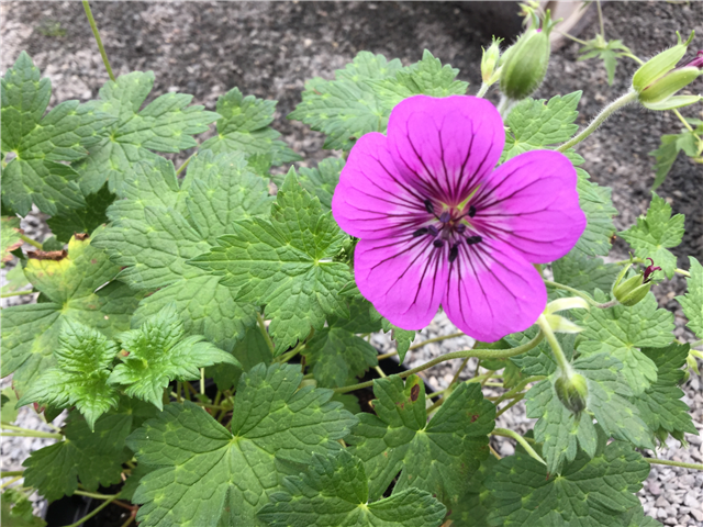Geranium 'Pink Penny' 3L