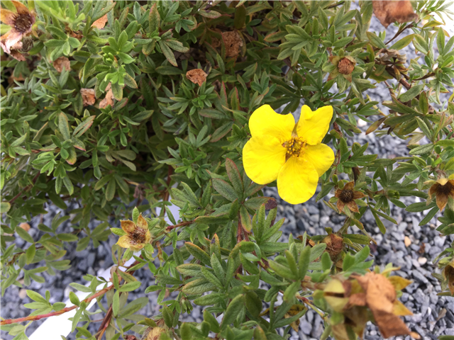Potentilla fruticosa 'Kobold' 3L