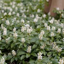 Pachysandra terminalis 2L