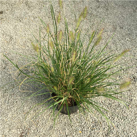 Pennisetum alopecuroides Hameln 3L