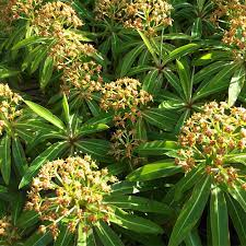 Euphorbia mellifera 3ltr