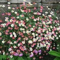 Erigeron karviskianus 9cm