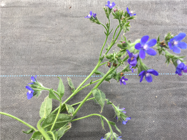 Anchusa azurea 'Dropmore' 3L