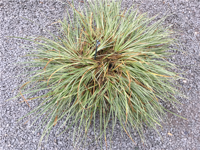 Acorus gramineus 'Argenteostriatus' 2ltr