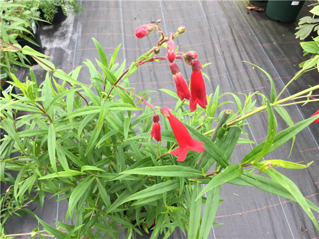 Penstemon Windsor Red 3L