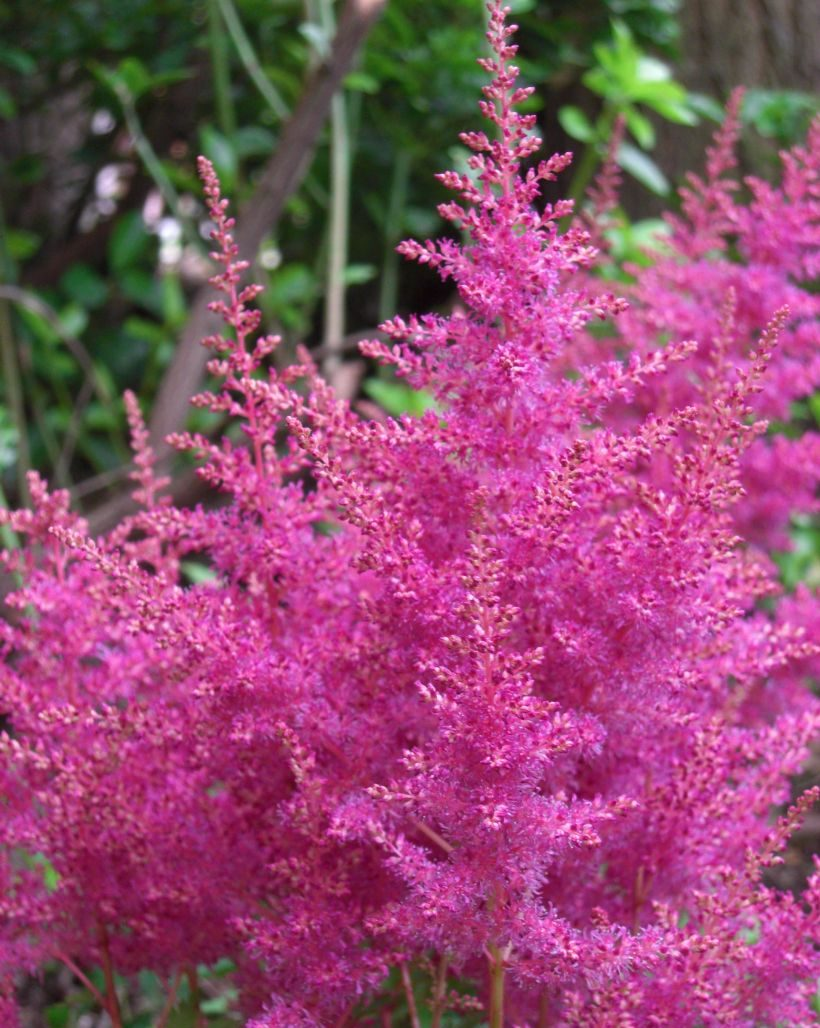 Astilbe Younique Lilac 3ltr