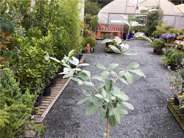 Cytisus battandieri 3ltr