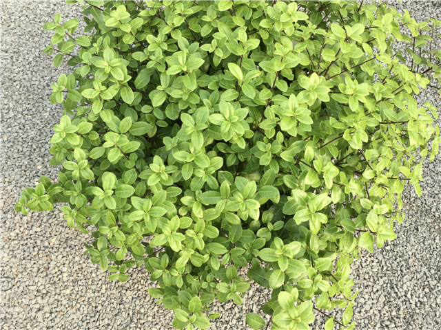 Pittosporum tenuifolium 'Golf Ball' 5ltre