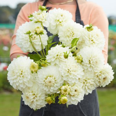 Dahlia Gitt's Attention 2ltr