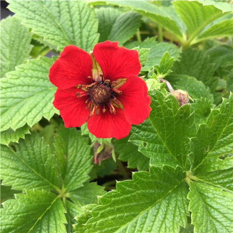 Potentilla 'Gibsons Scarlet' 3L