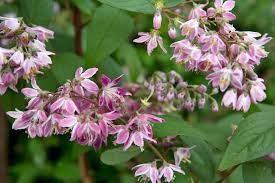 Deutzia x hybrida 'Strawberry Fields' 3Ltr