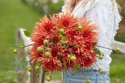 Dahlia Erpeler Ley 2ltr