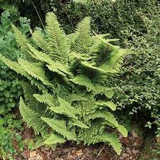Polystichum setiferum 'Congestum' 3ltr