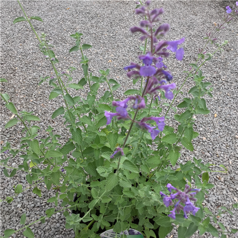Nepeta racemosa 'Walkers Low' 5ltr