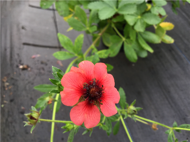 Potentilla Twinkling Star 3L