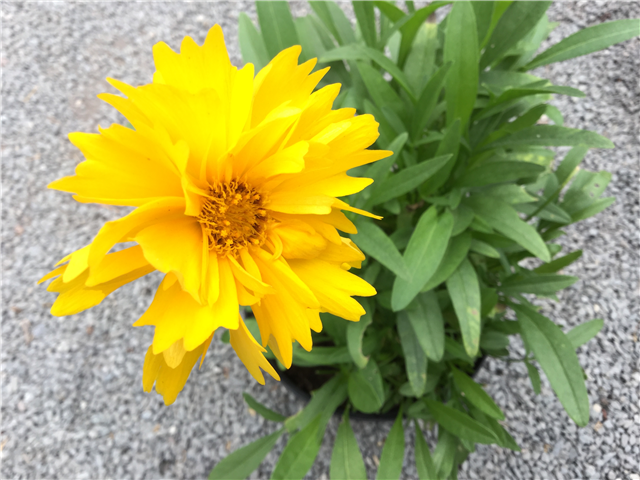 Coreopsis Sunray