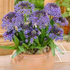 Scilla siberica blue 9cm