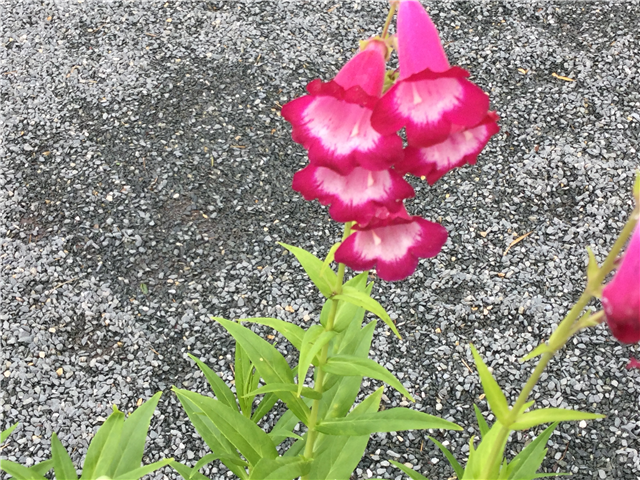 Penstemon Maurice Gibb 3L