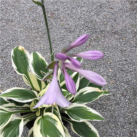 Hosta 'Patriot' 3ltr