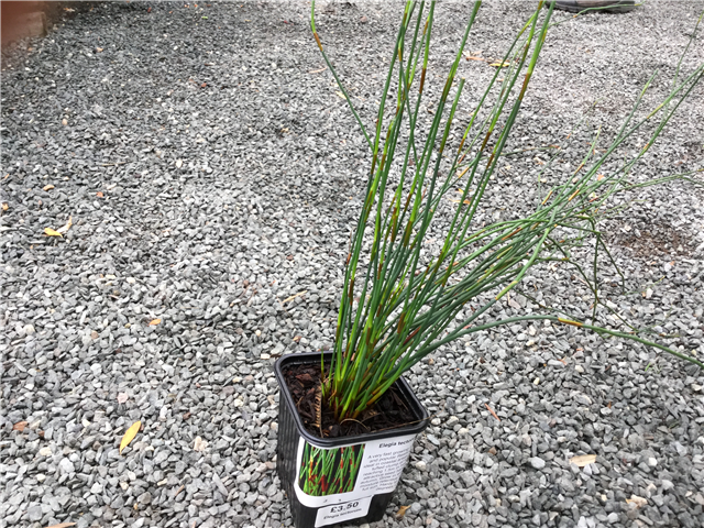 Elegia tectorum 9cm