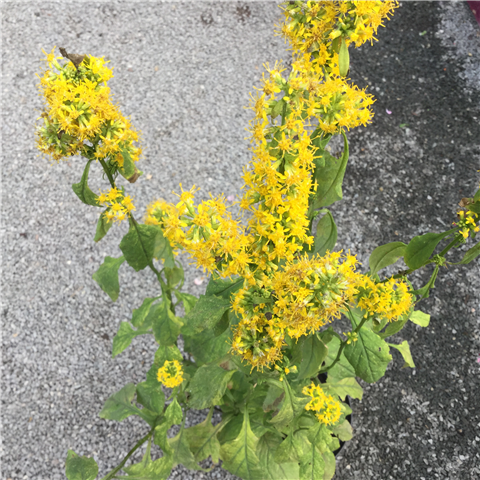 Solidago Gold Spangles 3L