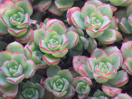 Aeonium haworthii 3ltr