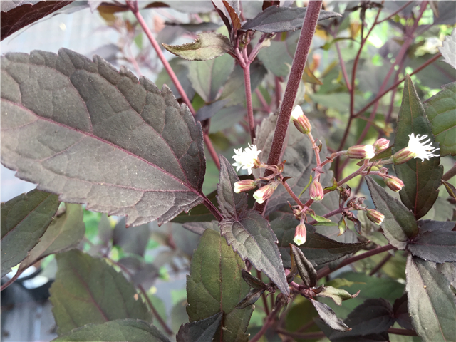 Eupatorium rugosum 'Chocolate' 3L