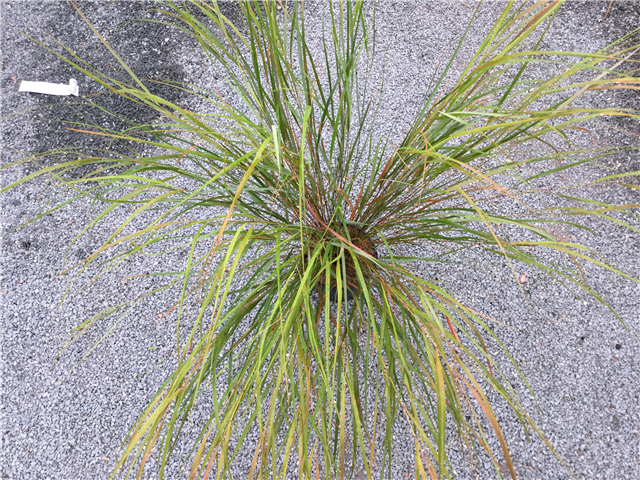 Stipa arundinacea 3L