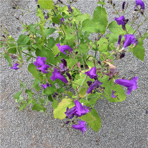 Strobilanthes wallichii 3ltr