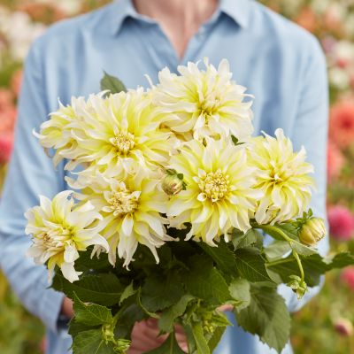 Dahlia Calgary Flames 3ltr