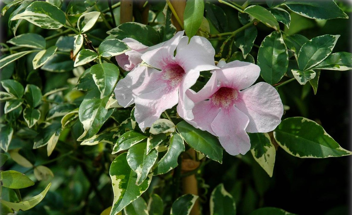 Pandorea jasminoides 'Variegata' in terra pot