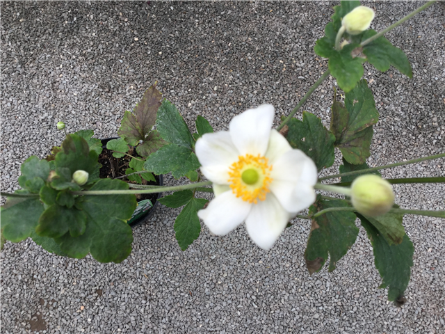 Anemone hybrida Honorine Jobert 11cm