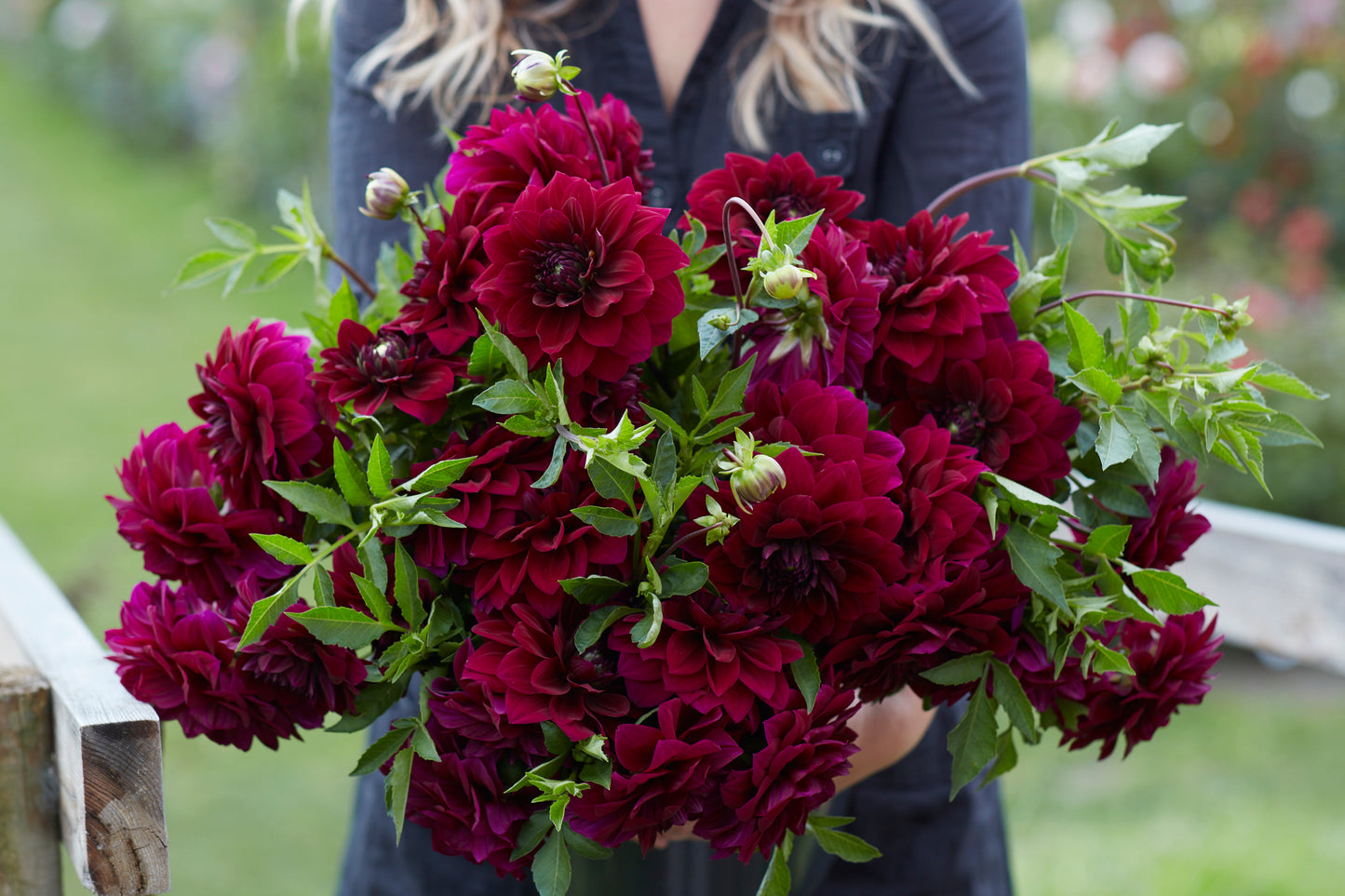 Dahlia Admiral Rawlings