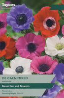 Anemone De Caen Mixed