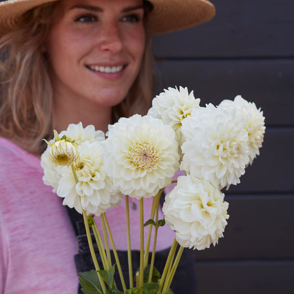 Dahlia Bahia Blanca