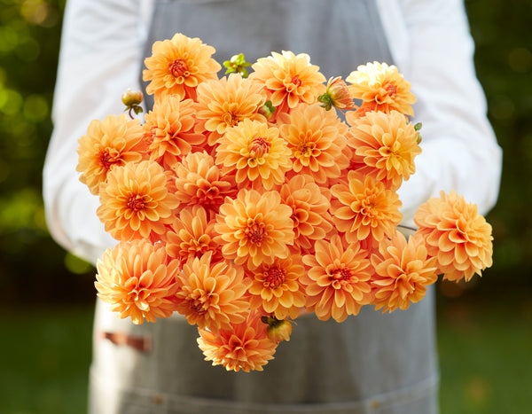 Dahlia Bazuin Bright Orange