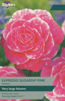 Begonia Expresso Sugardip Pink