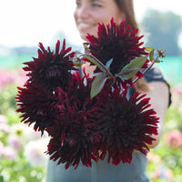 Dahlia Black Jack