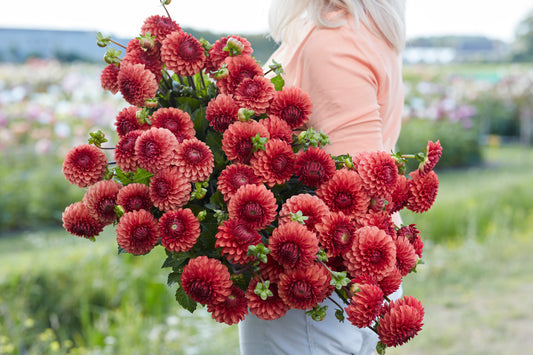 Dahlia Brown Sugar