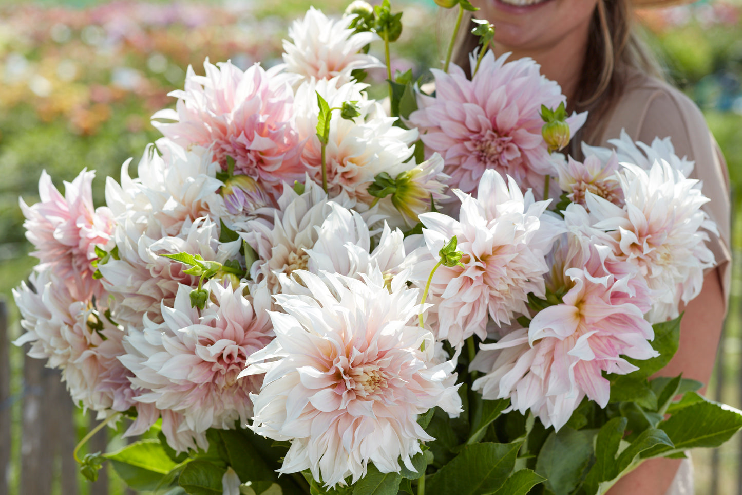 Dahlia Cafe Au Lait