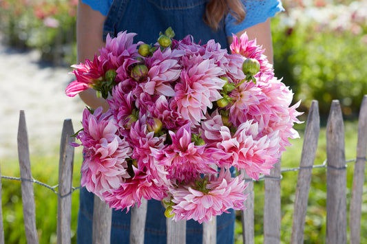 Dahlia Cafe Au Lait Royal