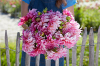 Dahlia Cafe Au Lait Royal
