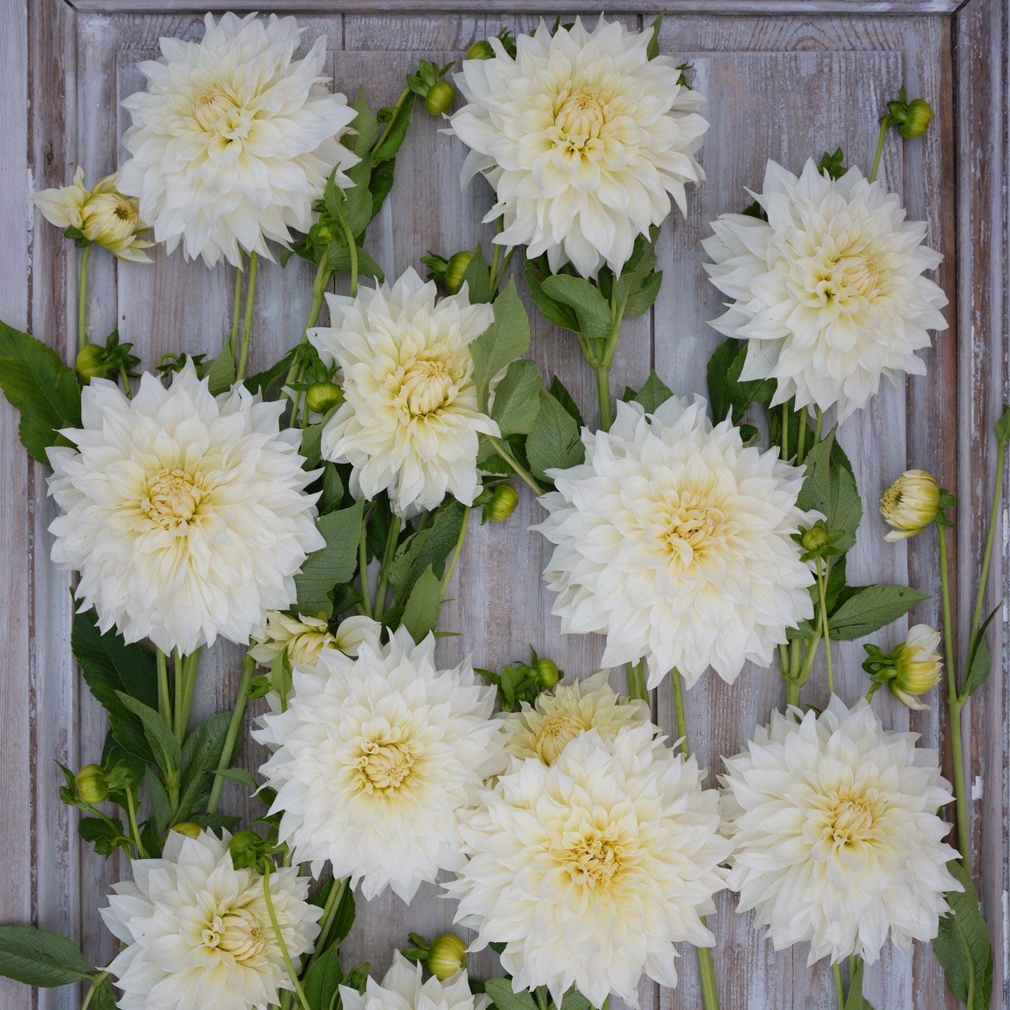 Dahlia Cafe Au Lait Supreme