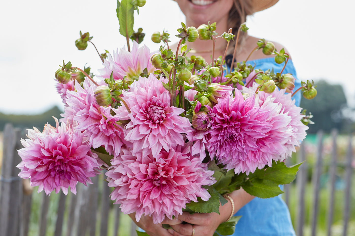 Dahlia Cafe Au Lait Rose