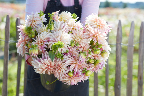 Dahlia Cafe De Paris