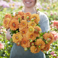 Dahlia Caramel